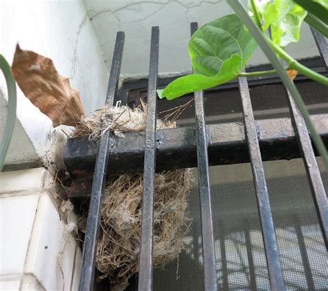 家居窗簾 家中有鳥築巢